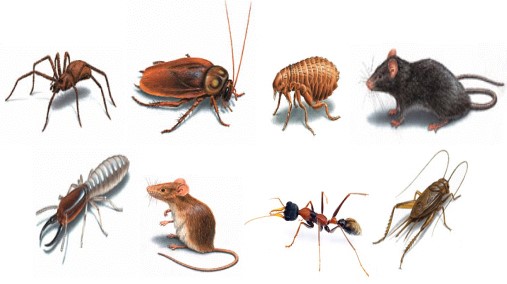 General pest control company services